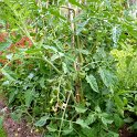 Lycopsersicum esculentum 'Gardener's Delight'